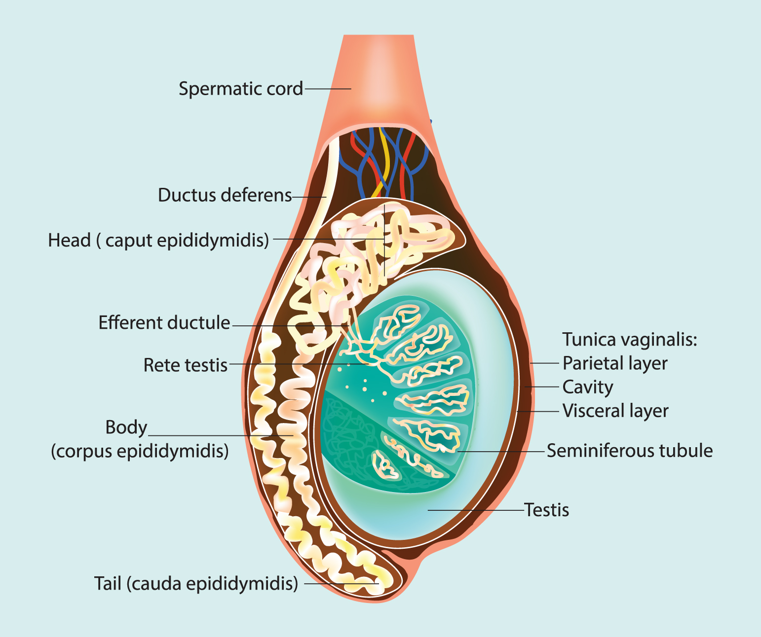 Calcium Chloride Chemical Sterilant In Testicle Vs Epididymis 