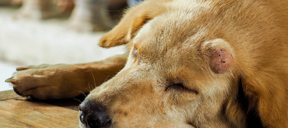 Does Prednisone Shrink Tumors In Dogs