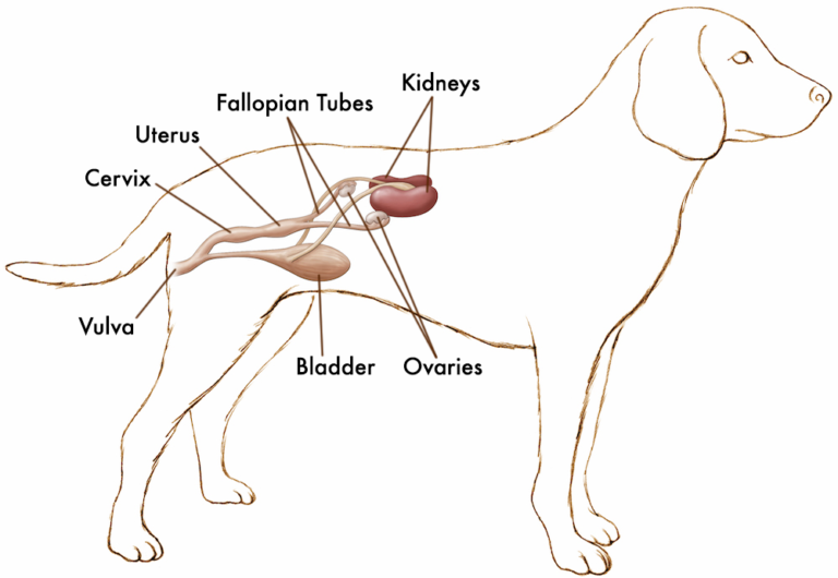 how do you treat a testicular infection in a dog