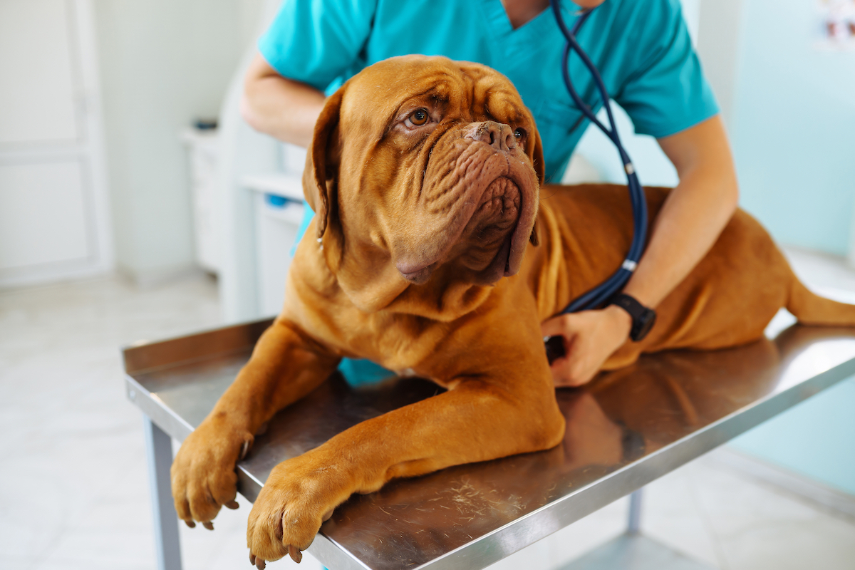 where is the thyroid gland located in a dog