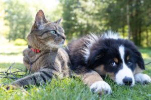 New guidance on reproductive control in cats and dogs as shown by a cat and dog sitting together in a field of grass