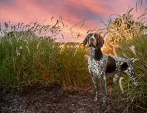 German shorthair pointers benefit from delaying spay/neuter