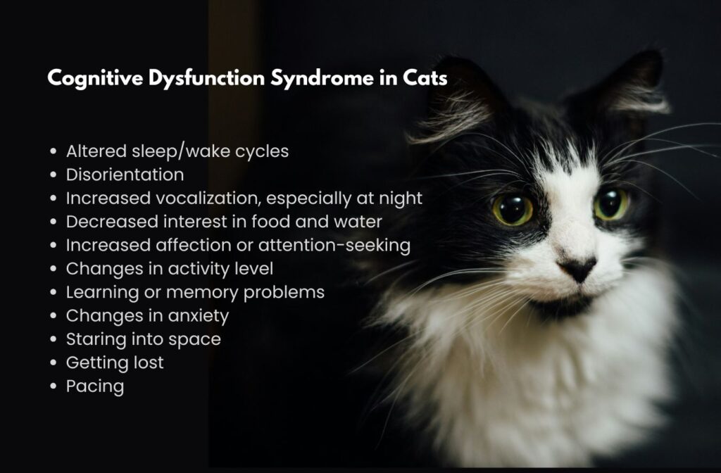 signs of cognitive dysfunction syndrome in cats